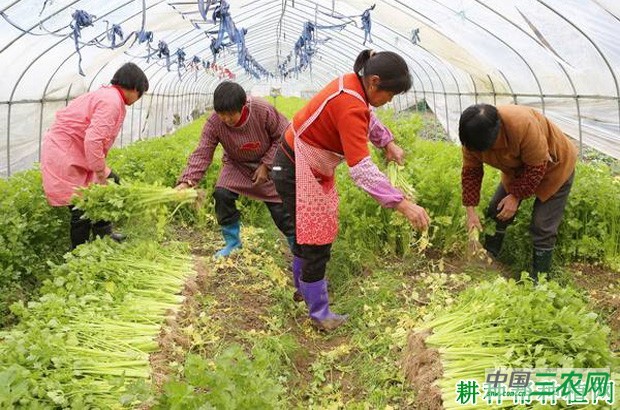 芹菜是怎样采摘? 芹菜是怎样采摘?