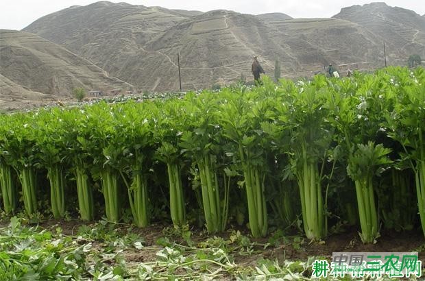 芹菜是怎样采摘? 芹菜是怎样采摘?