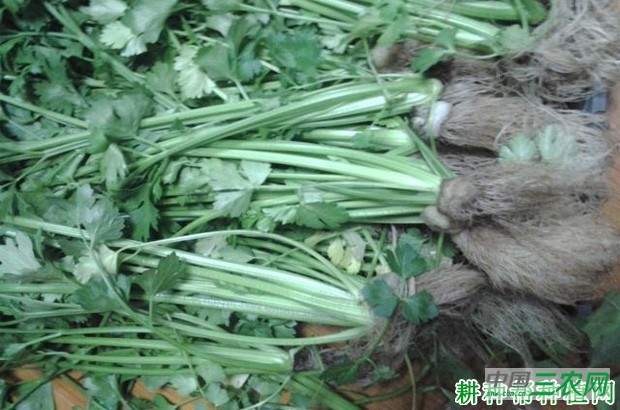 芹菜是怎样采摘? 芹菜是怎样采摘?