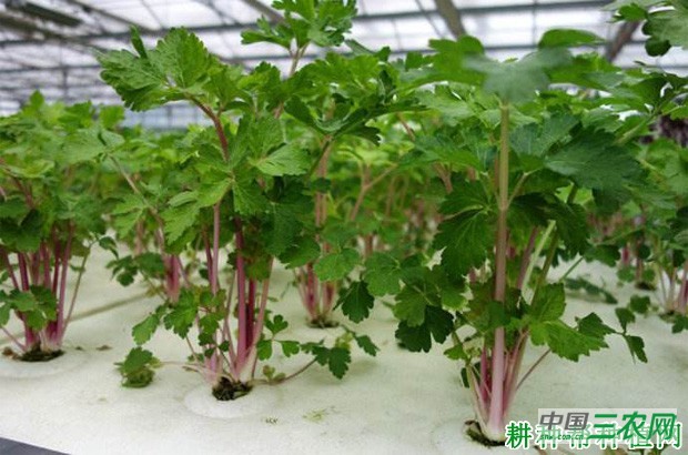 芹菜是怎样采摘? 芹菜是怎样采摘?