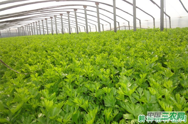 温室芹菜如何种植？