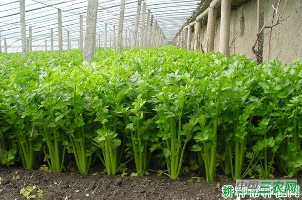 温室芹菜如何种植？