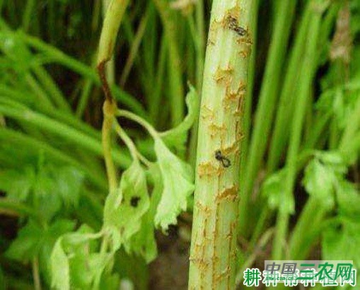 芹菜叶柄开裂怎么办? 芹菜叶柄开裂怎么办?