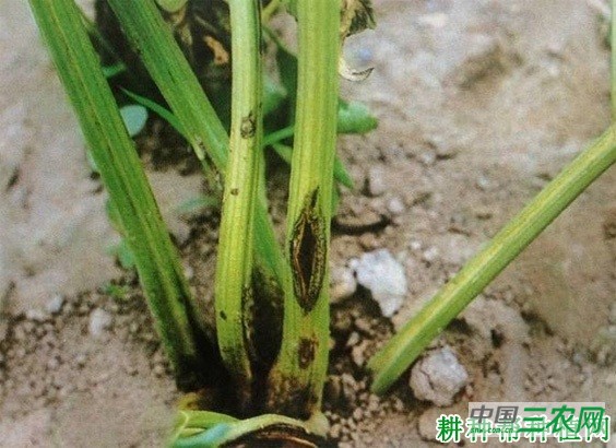 芹菜叶柄开裂怎么办? 芹菜叶柄开裂怎么办?