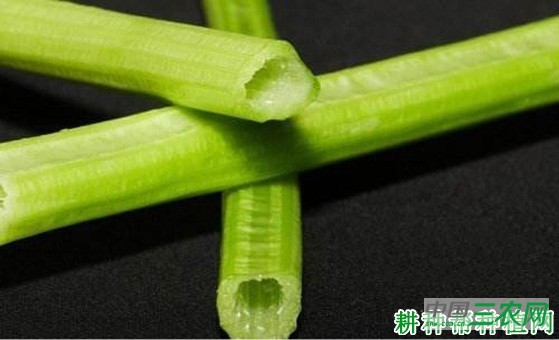 芹菜空心怎么办？