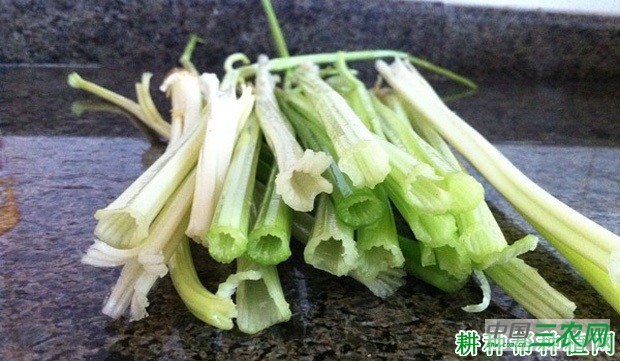 芹菜空心怎么办？