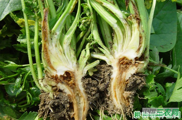 芹菜烧心怎么办？