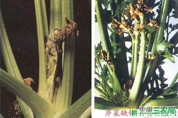 芹菜烧心怎么办？