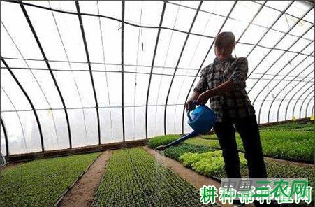 种植芹菜怎样浇水？