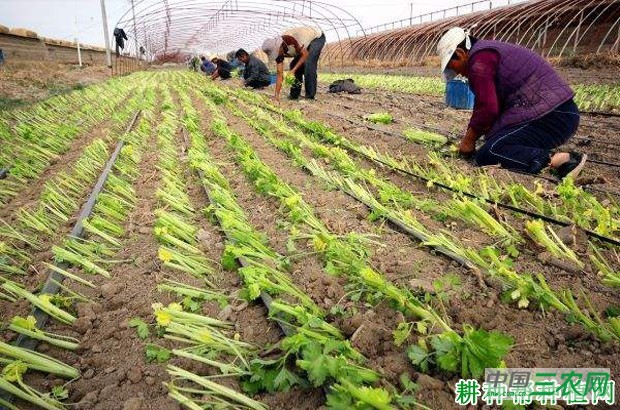 种植芹菜怎样浇水？