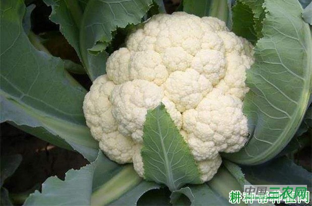 先花70花椰菜品种好不好？