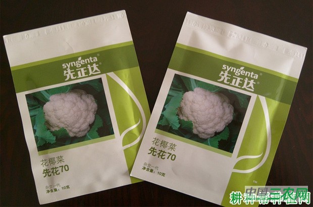 先花70花椰菜品种好不好？