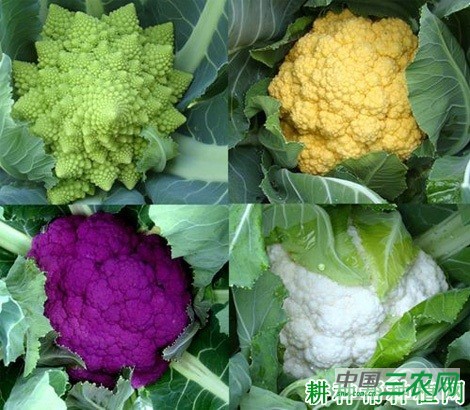 花椰菜有几种类型？