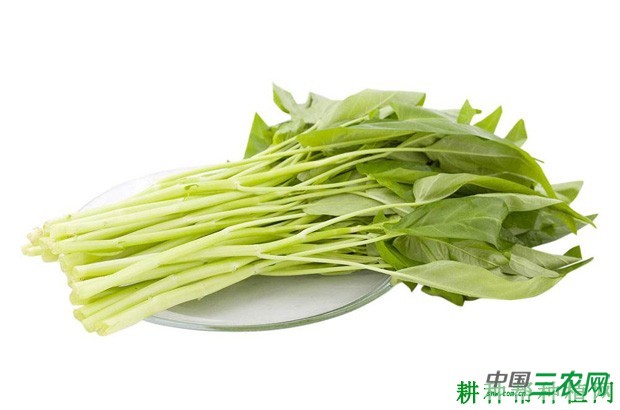 吃空心菜的功效与作用是什么？