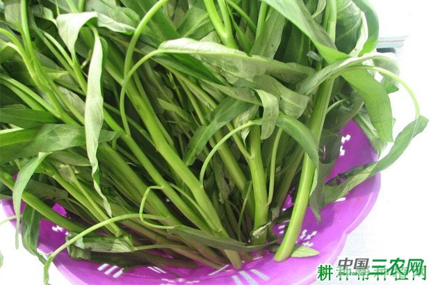 吃空心菜的功效与作用是什么？