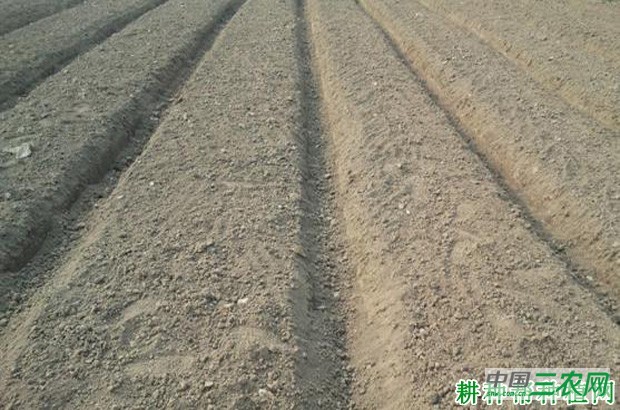 种植空心菜如何整理田地？