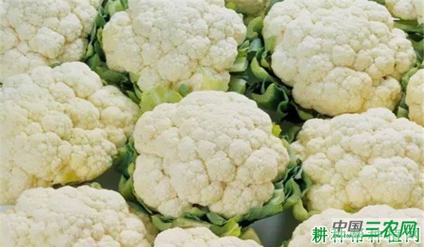 珍宝花椰菜品种好不好？