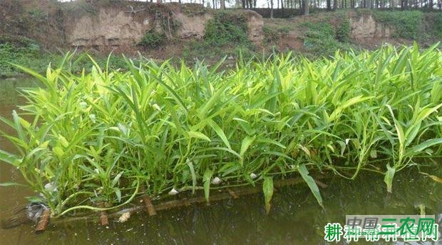 空心菜有几种栽培方式？