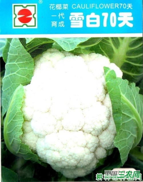 雪白花椰菜品种好不好? 雪白花椰菜品种好不好?