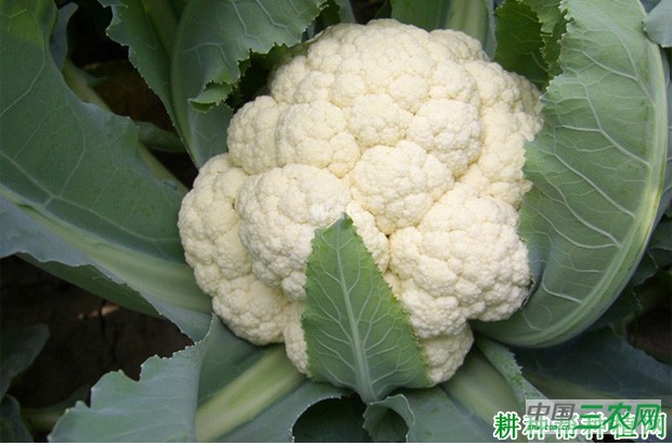 雪白花椰菜品种好不好? 雪白花椰菜品种好不好?