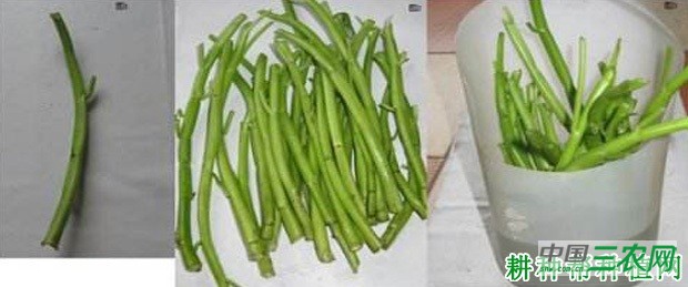 空心菜如何用茎蔓育苗? 空心菜如何用茎蔓育苗?