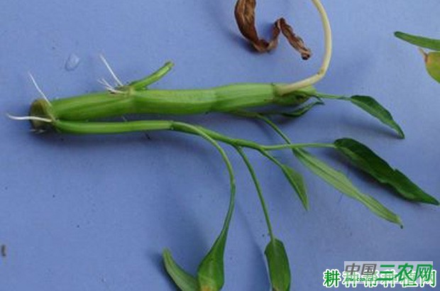 空心菜如何用茎蔓育苗? 空心菜如何用茎蔓育苗?