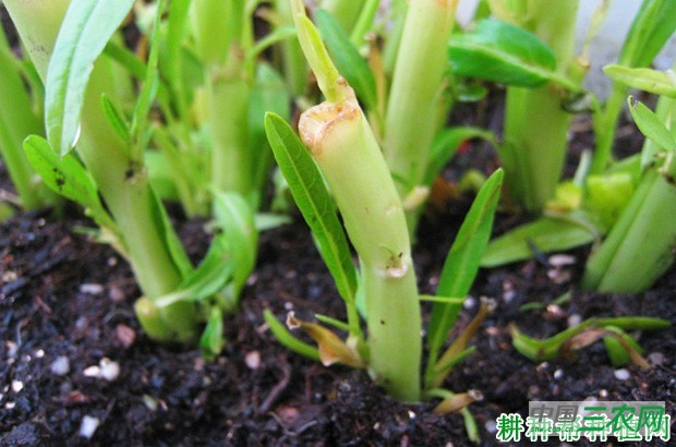 空心菜如何用茎蔓育苗? 空心菜如何用茎蔓育苗?