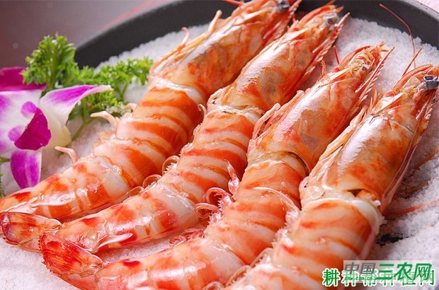 空心菜不能和什么一起吃? 空心菜不能和什么一起吃?