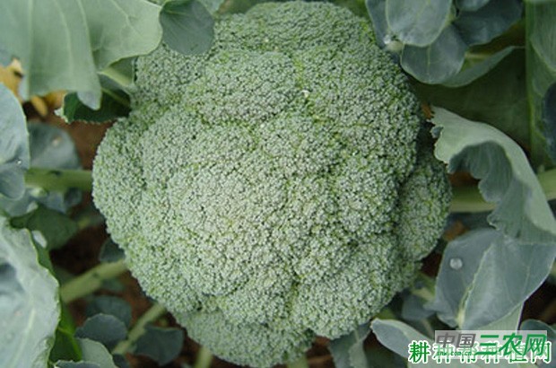 耐寒优秀青花菜品种好不好？