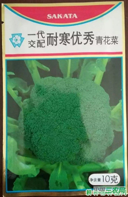 耐寒优秀青花菜品种好不好？