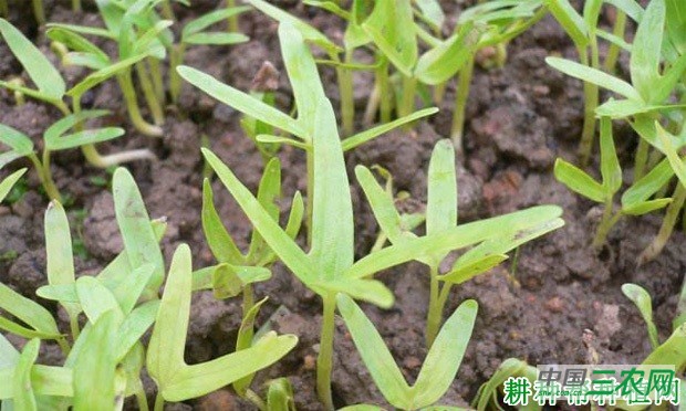 空心菜如何育苗? 空心菜如何育苗?