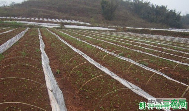 空心菜如何育苗? 空心菜如何育苗?