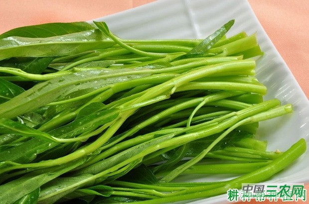 空心菜有哪些营养成分? 空心菜有哪些营养成分?