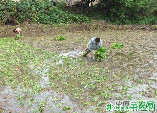 如何种植夏茬露地空心菜？