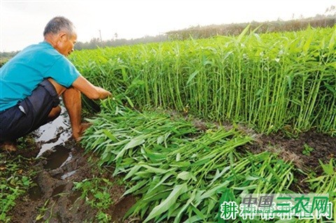 如何种植夏茬露地空心菜？