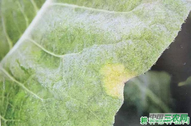 花椰菜霜霉病如何防治？