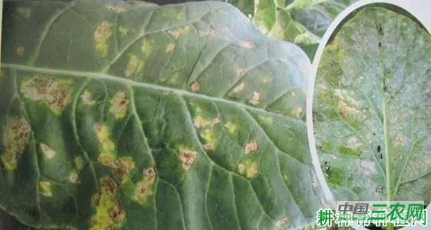 花椰菜霜霉病如何防治？