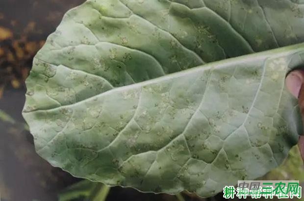 花椰菜霜霉病如何防治？