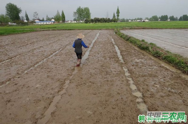 如何种植夏茬露地空心菜？