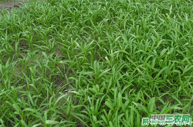 如何种植夏茬露地空心菜？