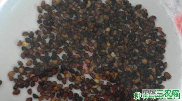 空心菜种子在播种前如何处理？