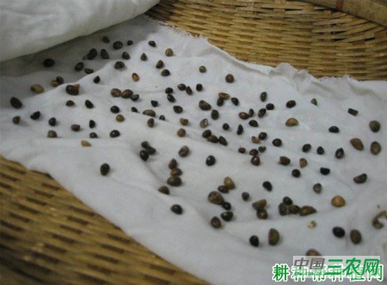 空心菜种子在播种前如何处理？