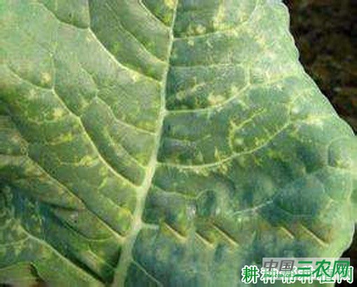 花椰菜病毒病如何防治？