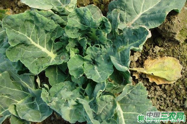 花椰菜病毒病如何防治？