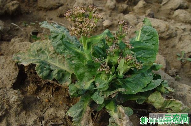 花椰菜病毒病如何防治？