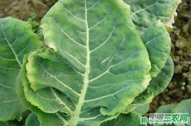 花椰菜病毒病如何防治？