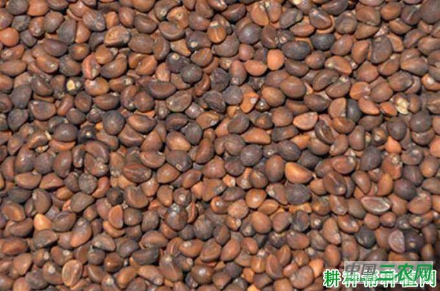 大棚种植春茬空心菜如何种植？