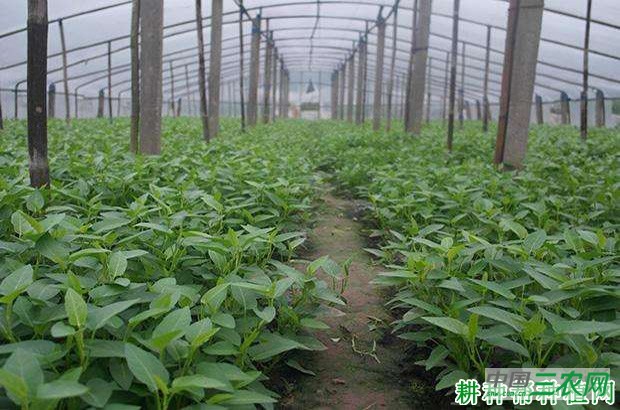 大棚种植春茬空心菜如何种植？