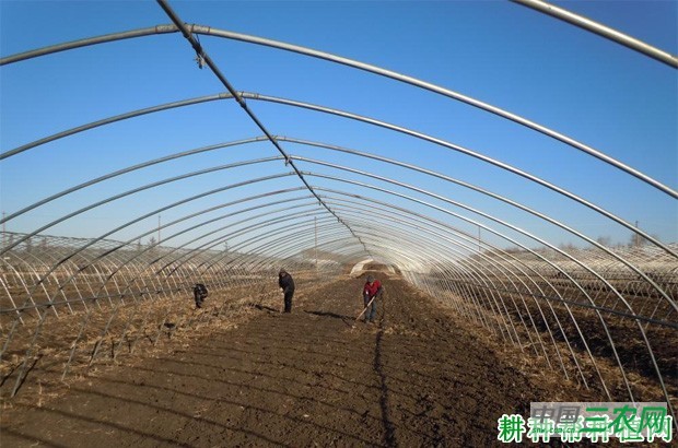 大棚种植春茬空心菜如何种植？