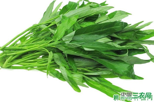 大棚种植春茬空心菜如何种植？